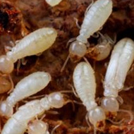 如何科學防治，白蟻頻頻出沒