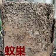 別墅墻體挖出超大白蟻巢！??！