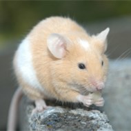 9大滅鼠奇招！！！