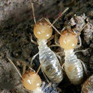 春季，請查查你家有沒有白蟻危害